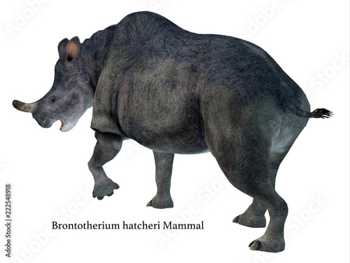 Brontotherium Mammal Tail with Font