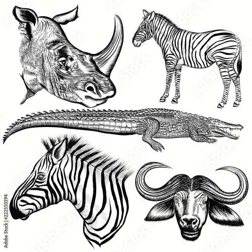 Set of vector hand drawn African animals