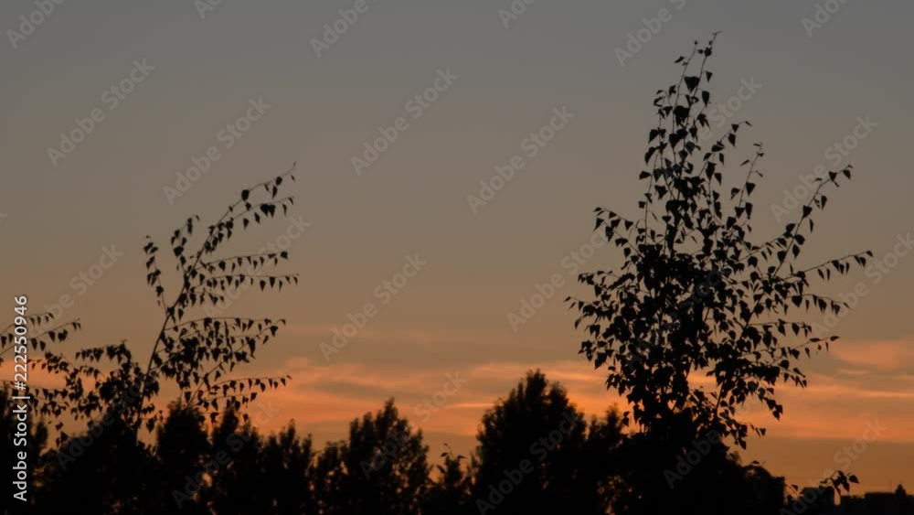 tree sunset tree sunset