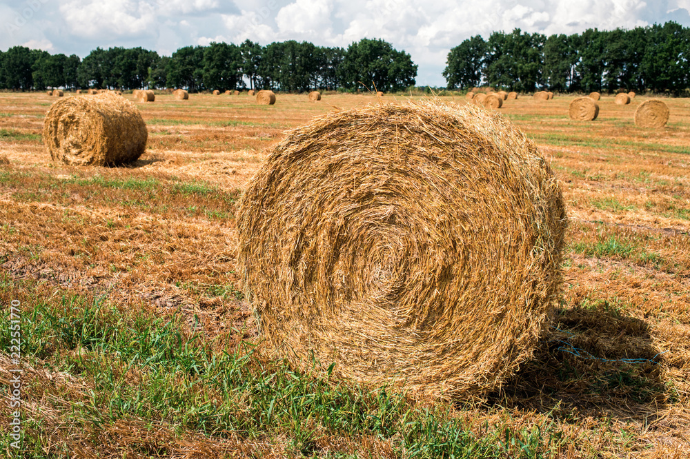 a haystack in the field after harvest harvested a haystack in the field after harvest harvested