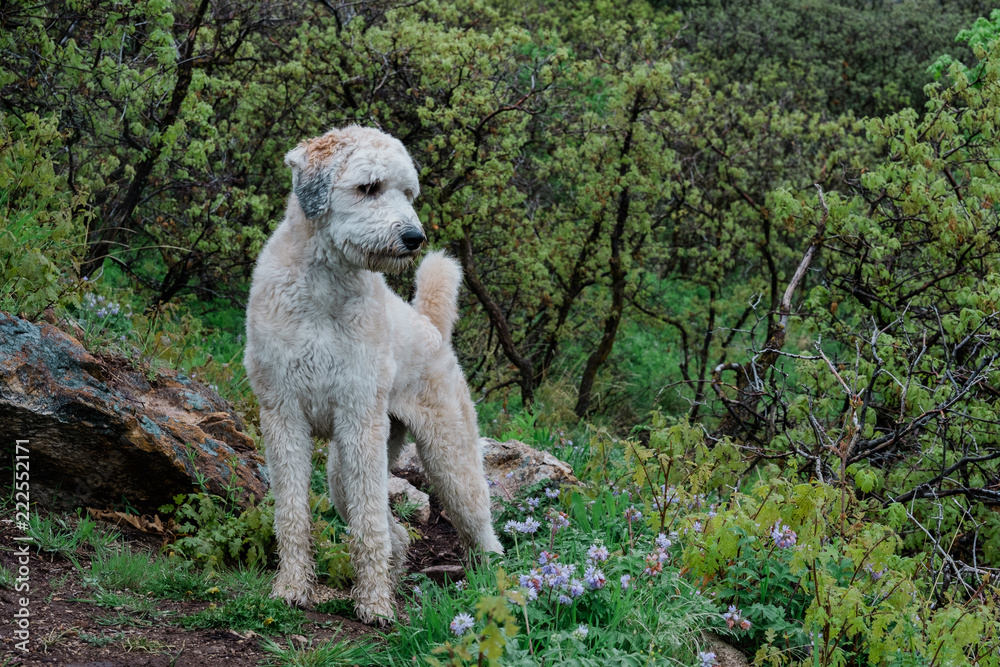 Beautiful Fluffy Dog Standing on a Hiking Trail Beautiful Fluffy Dog Standing on a Hiking Trail
