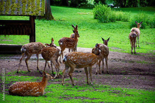 a herd of beautiful and proud deer in the pasture      