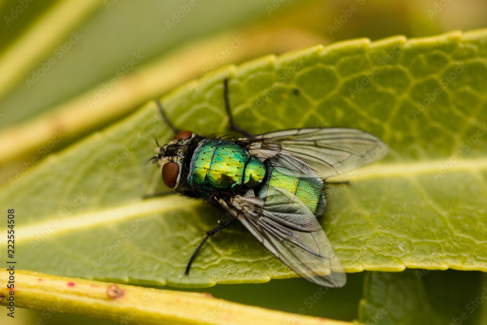 Naklejka premium fly