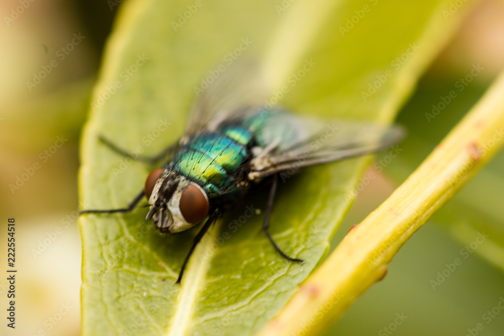 fly fly