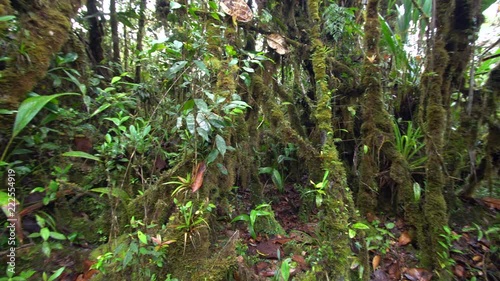 Interior of mossy montane rainforest at 1500m elevation. At 1500m elevation on a Tepuy (flat topped sandstone mountain), home to many endemic species, above Rio Nangaritza Valley in the Cordillera del photo