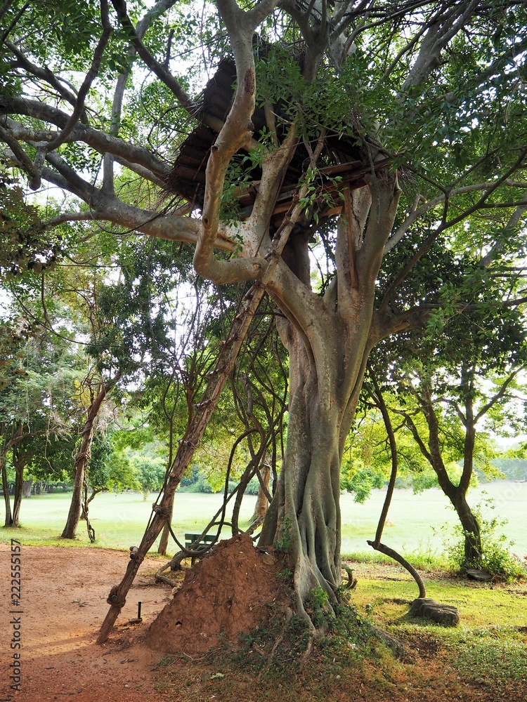tree house in Sri Lanka tree house in Sri Lanka