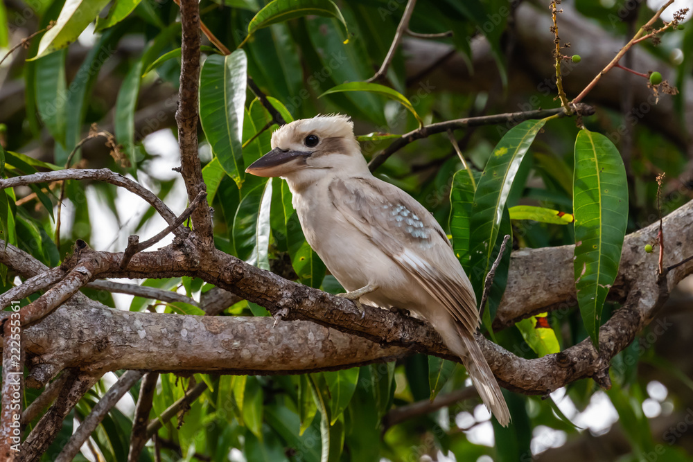 Obraz premium Kookaburra in Mango tree