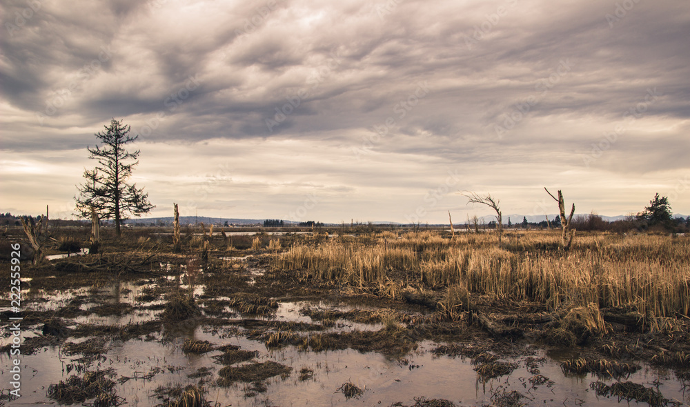 moody swamp 