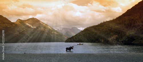 moose in a mountain lake (waterton lake, alberta, canada) 