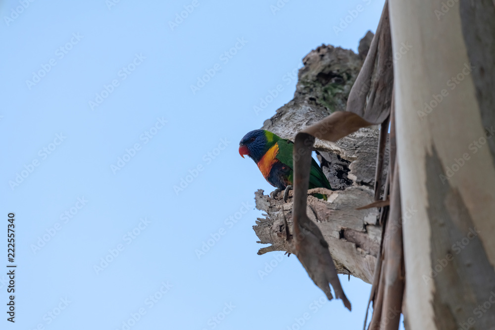 Rainbow Lorikeet in tree