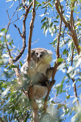 Photography Koala in tree