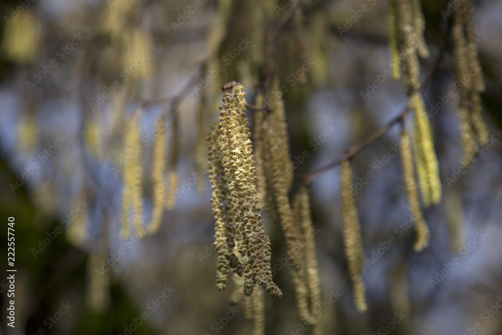 Branches with flowering hazelnut catkins against background of out of focus catkins and pale blue sky - Willamette Valley, Oregon