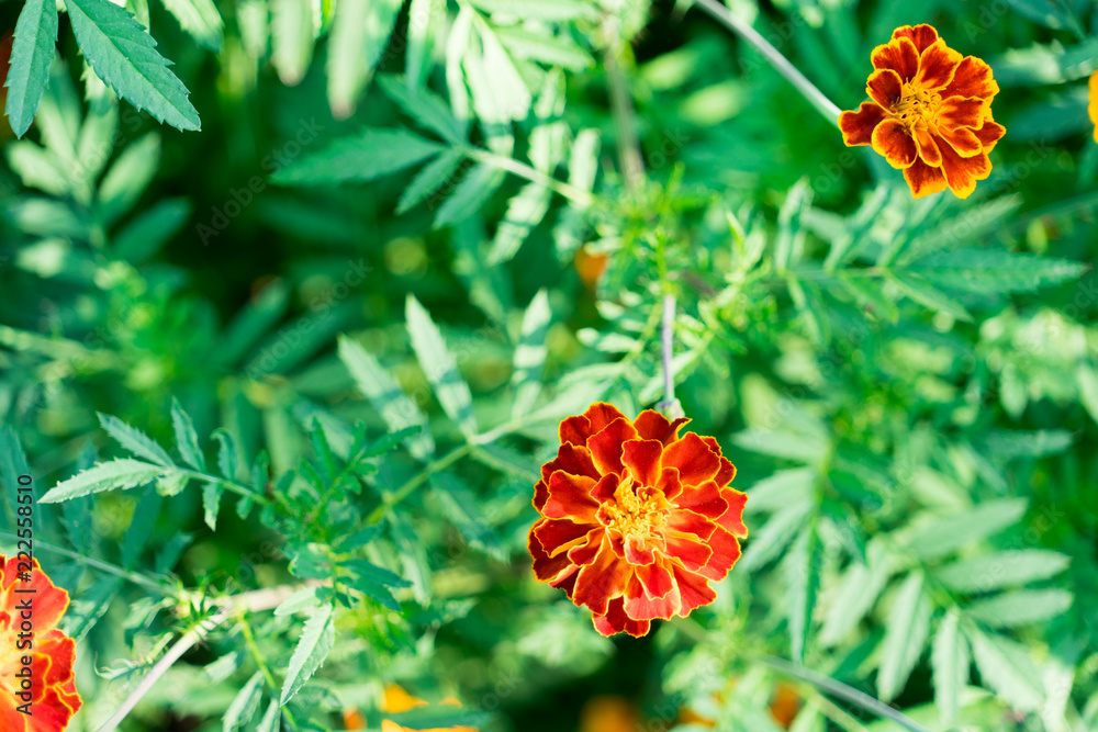Flowers marigolds photographed close-up. Place for your text. Flowers marigolds photographed close-up. Place for your text.