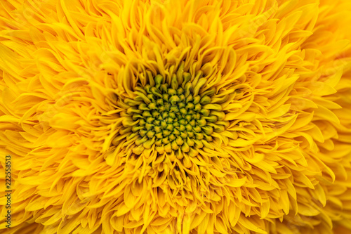 Close up macro sunflower core background yellow
