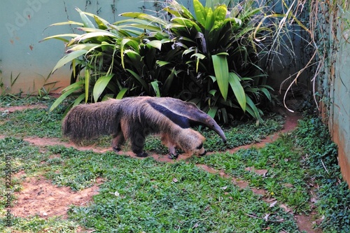 Tamandua photo