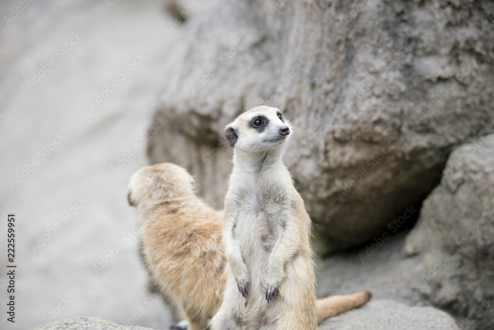 Fototapeta premium MEERKAT
