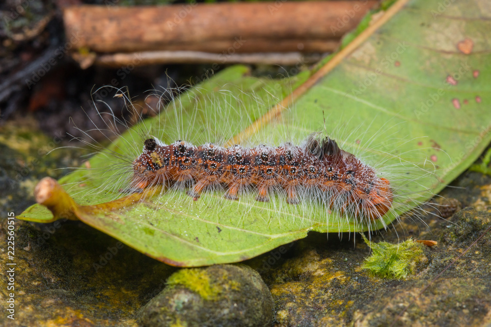 Macro image of caterpillar, Beautiful close-up of caterpillar (selective focus)