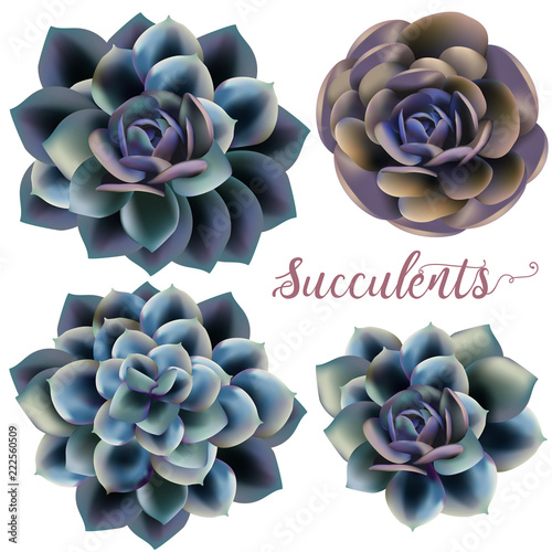 Collection of vector sea succulents