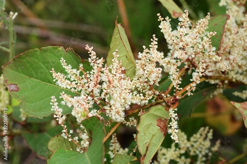 Japanese knotweed flowers photo