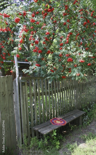 old fence rowan and a bench