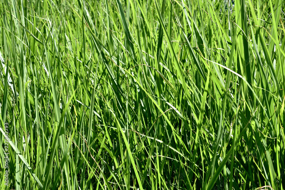 草むら 草むら