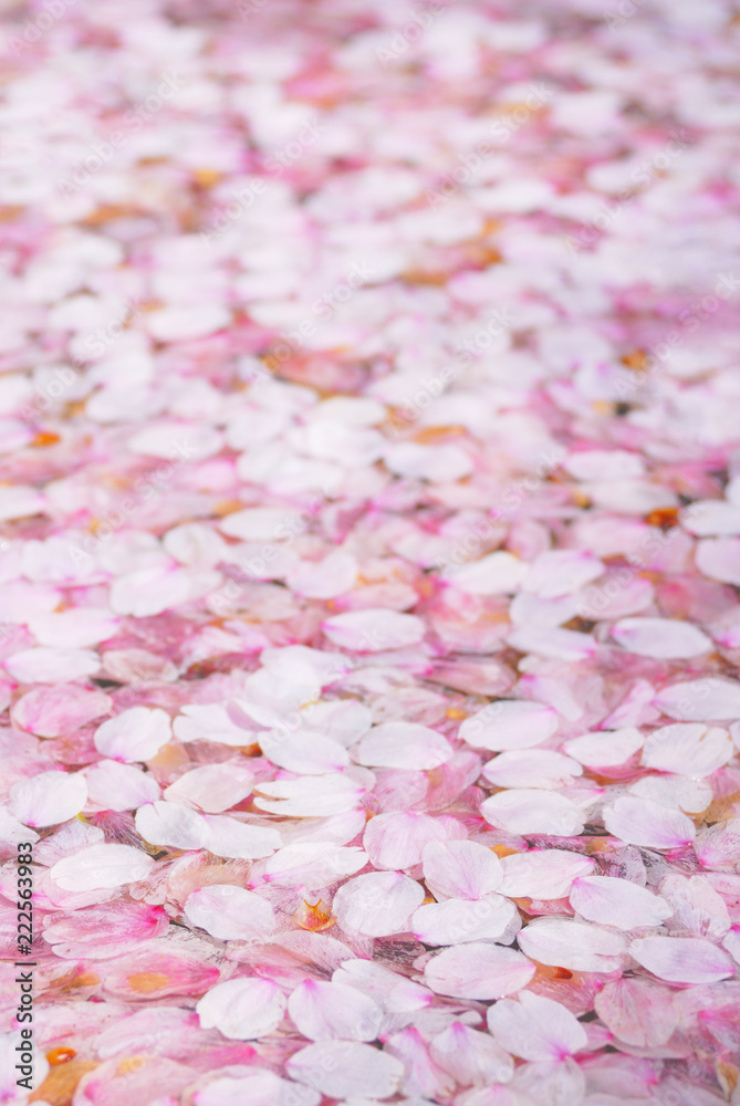 Fototapeta premium 桜 花びら 素材