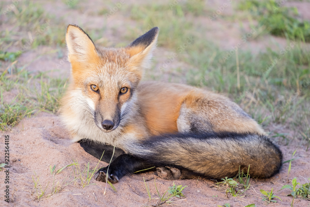 Obraz premium Beautiful and Friendly Red Fox Sitting on the Side of the Road
