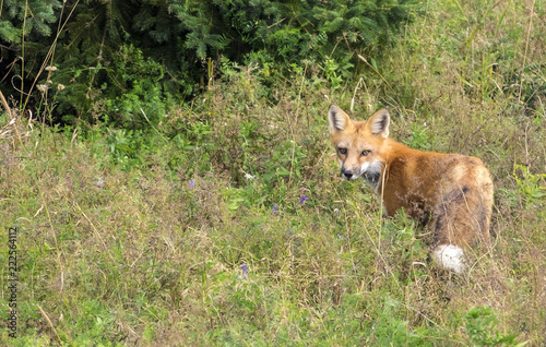 Red Fox Hunting in a Wooded Area