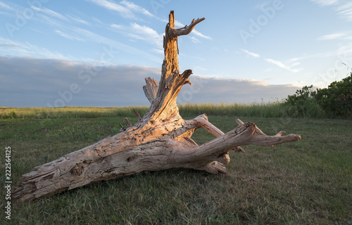 Big Piece of Driftwood in a Grassy Area All Lit Up by Sunset