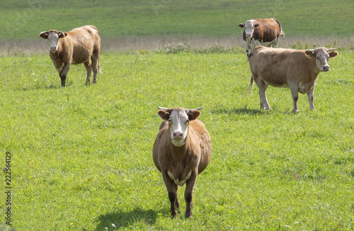 Cattle Grazing in the Field