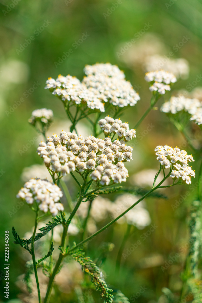 the picture of the plant yarrow . Place for your text. the picture of the plant yarrow . Place for your text.