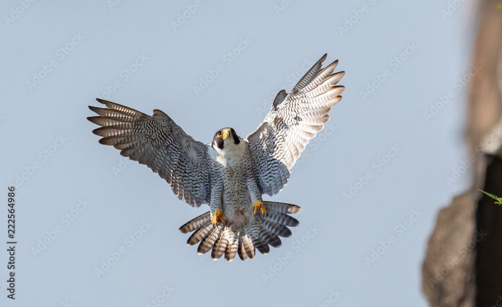 Fototapeta premium Peregrine Falcon 