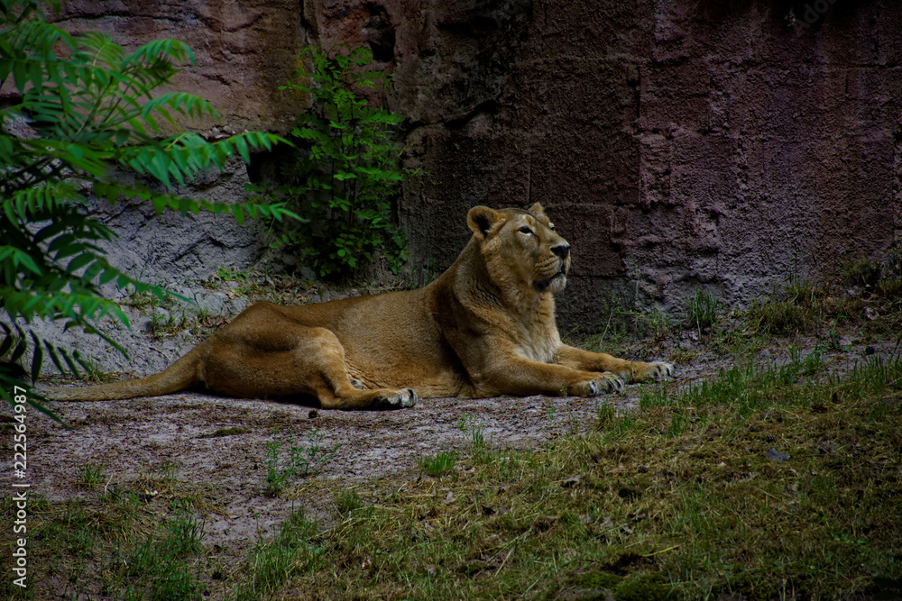 beautiful predatory and graceful lioness on vacation beautiful predatory and graceful lioness on vacation