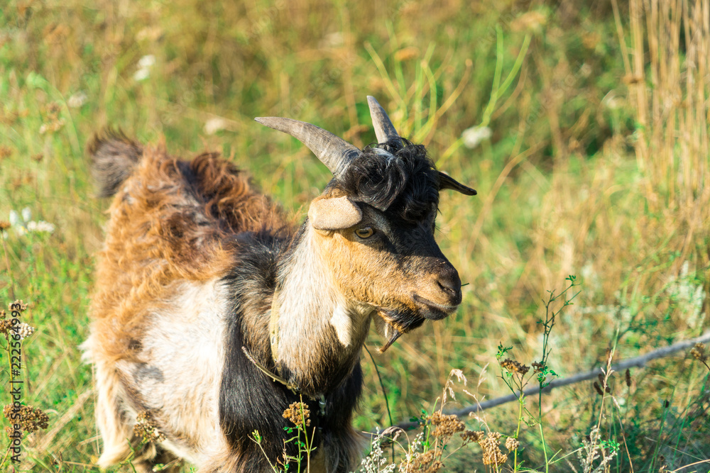 The picture of the goat. Goat grazing in the meadow.