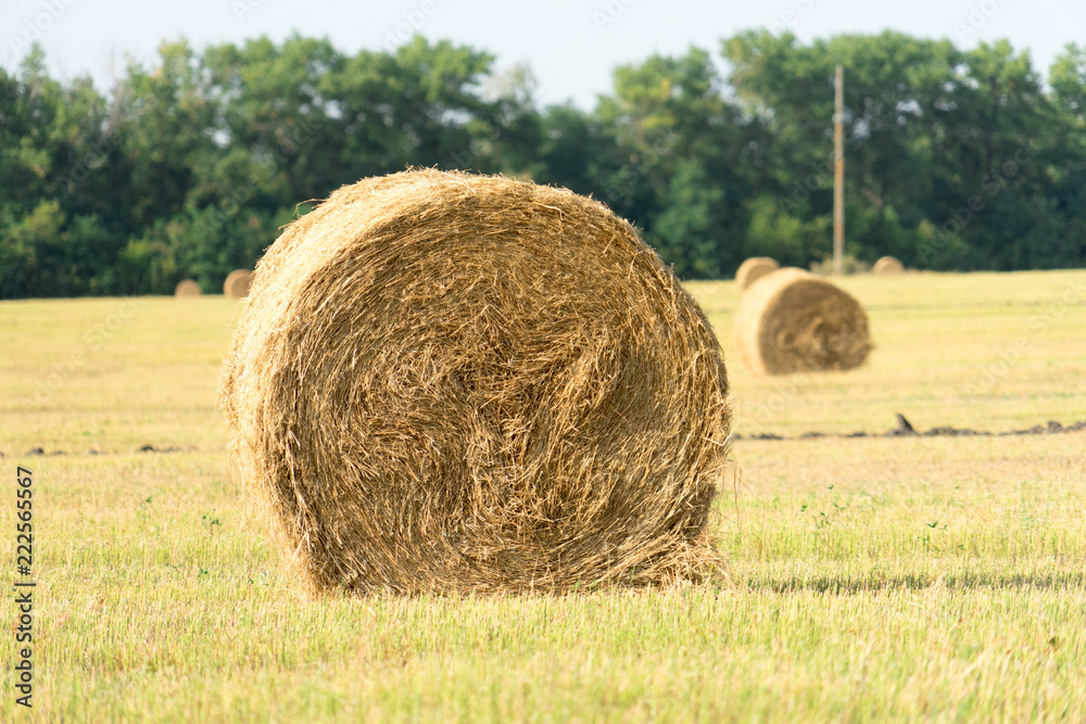 Bales of hay on the field. the hay harvest in the fall. Bales of hay on the field. the hay harvest in the fall.