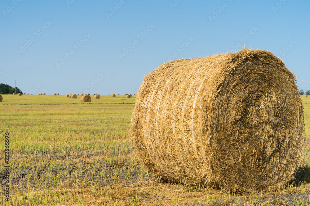 Bales of hay on the field. the hay harvest in the fall.