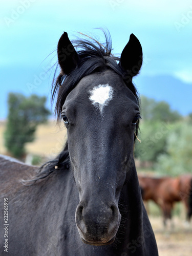 Kazakh steppe horse portrait