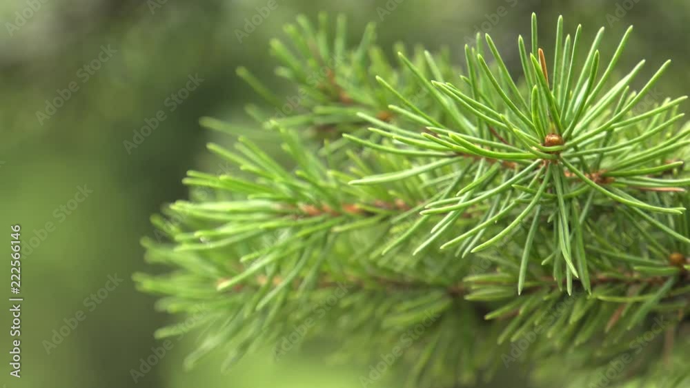 Young shoots of pine. Beautiful Christmas tree.Panning,Closeup, Young shoots of pine. Beautiful Christmas tree.Panning,Closeup,