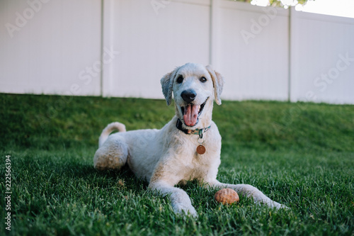 Happy Dog Laying in the Grass with a Ball and Tongue Out