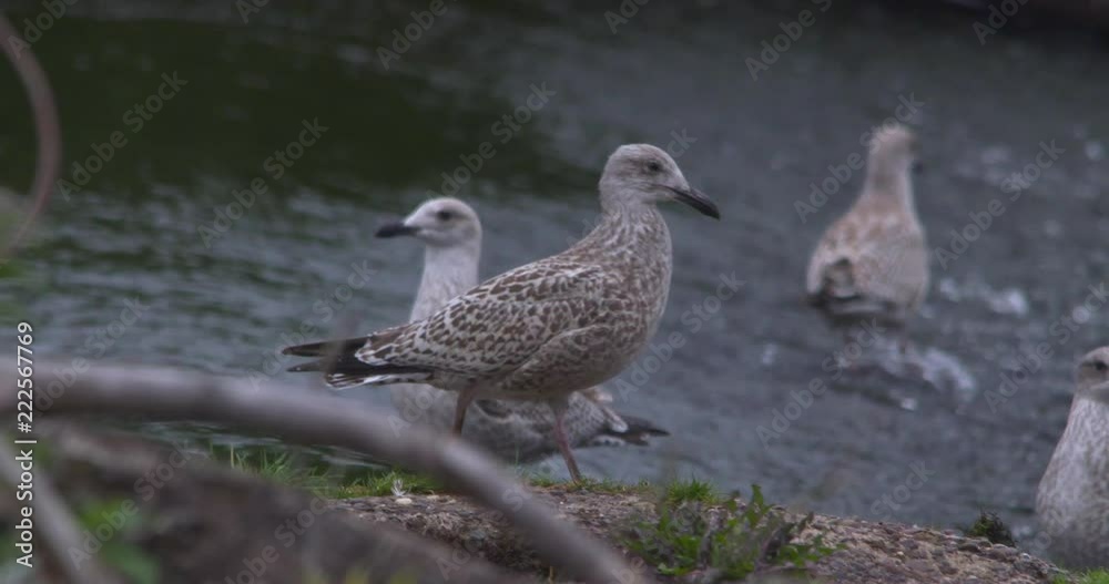 Herring gull birds near water shore slow motion Herring gull birds near water shore slow motion