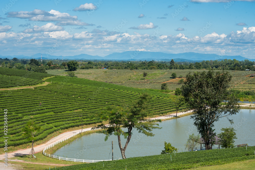Landscape of tea plantation with nice sky