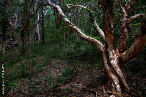 Noosa Heads Forest Australia 