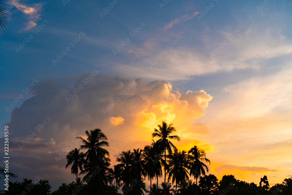 Obraz premium Tropical palm coconut trees on sunset sky nature background.