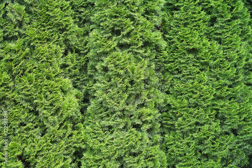 close up on green cypress leaf background © nd700