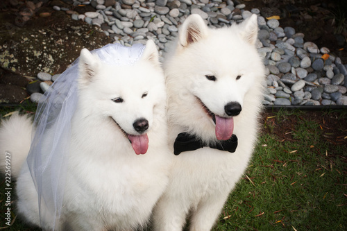 Samoyed Life: Wedding Portraits of Samoyeds
