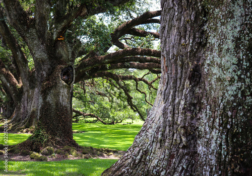 Close up view of twisting gnarled branches on old oak trees with bright skies and green grass