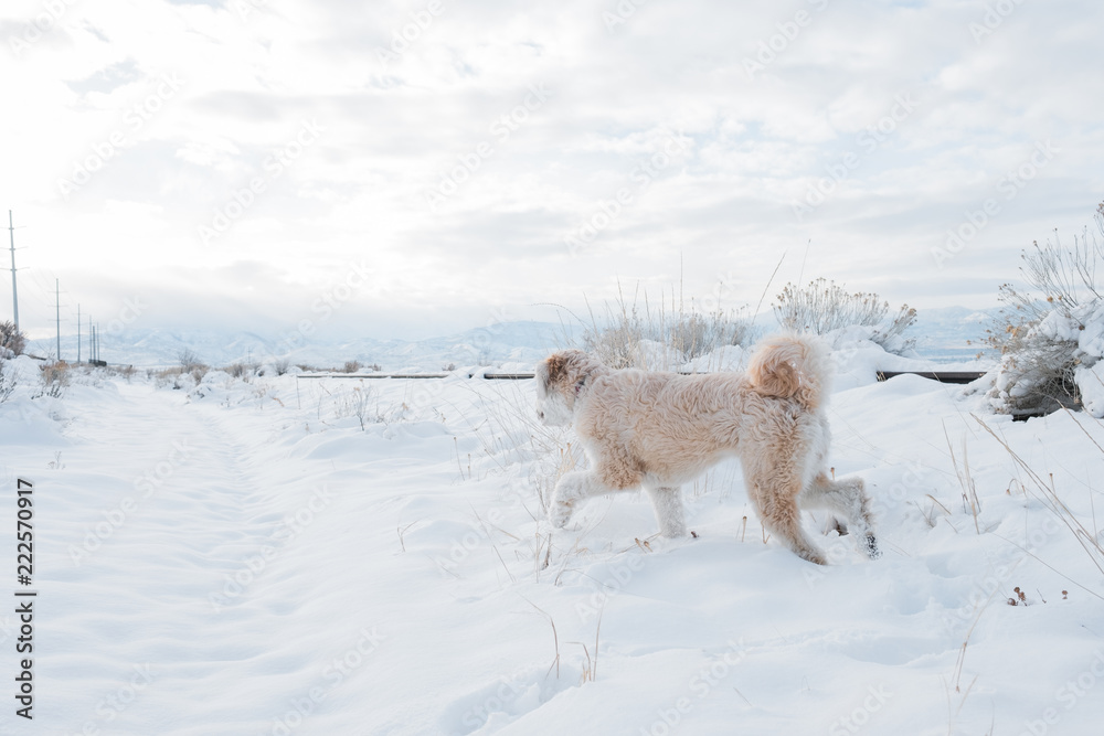 Beautiful Fluffy Dog Exploring in the Snow