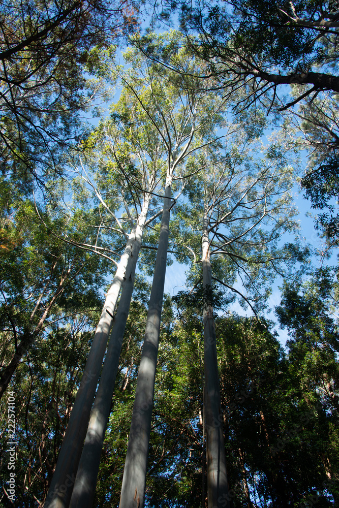 Fototapeta premium trees in forest