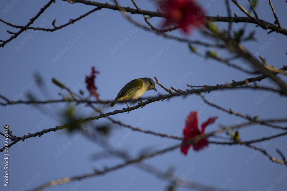 Bird Bird