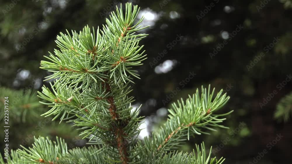 Young shoots of pine. Beautiful Christmas tree.Panning,Closeup, Young shoots of pine. Beautiful Christmas tree.Panning,Closeup,